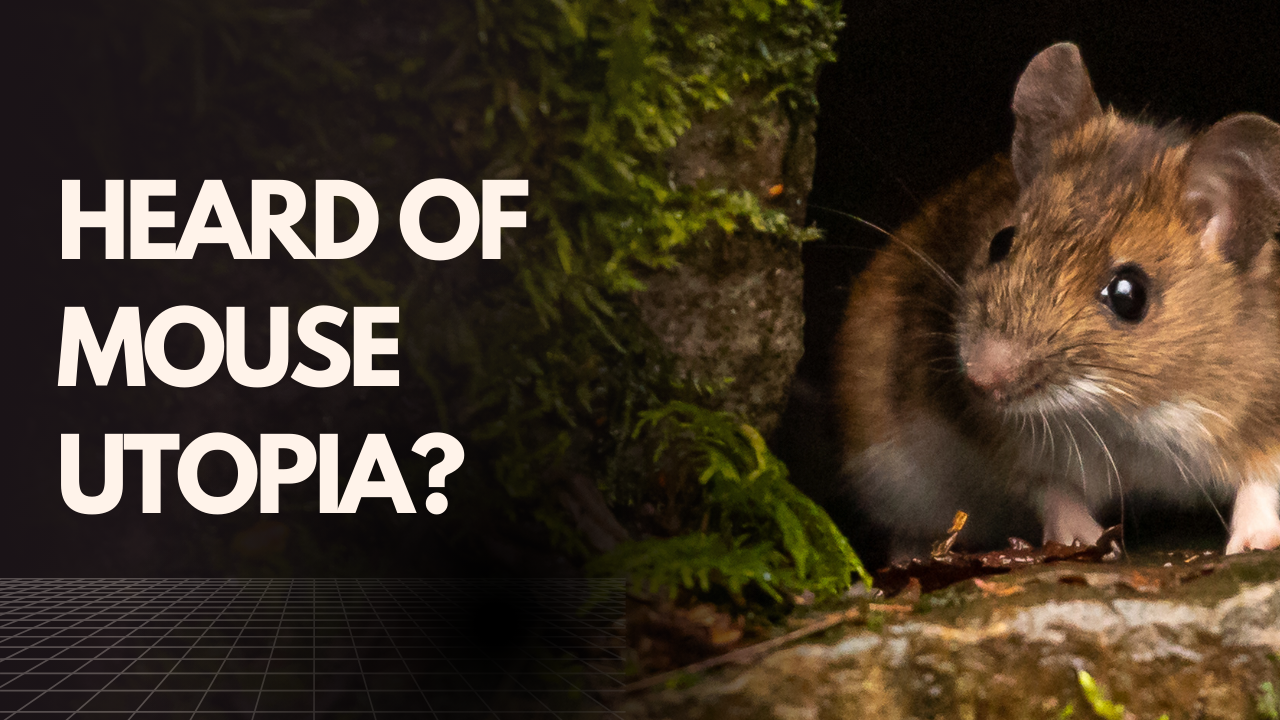 heard of mouse utopia?